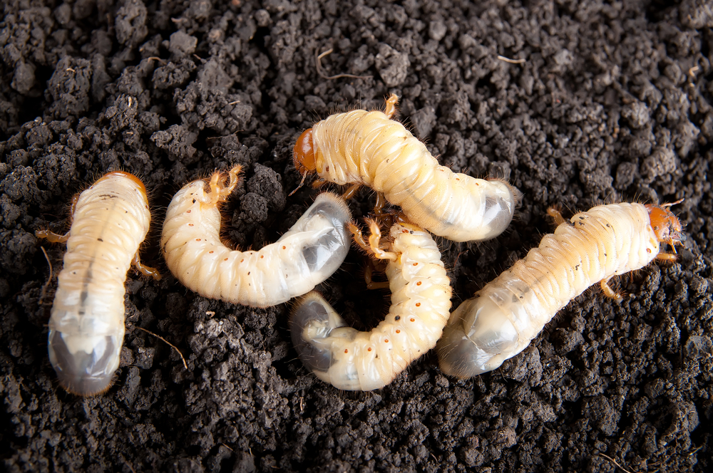 Various grubs laying on the ground