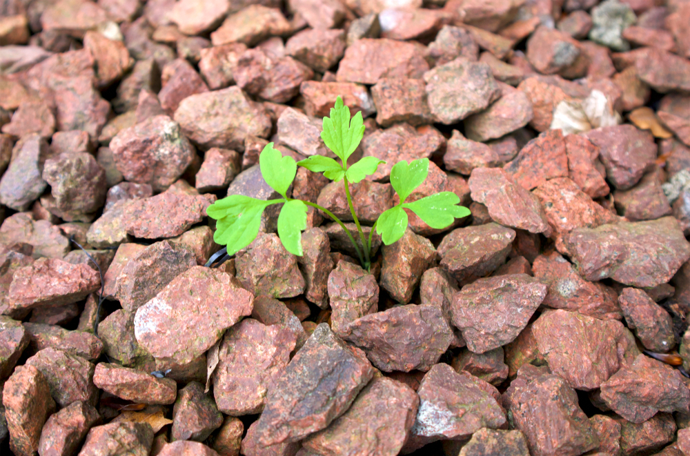 Weeds on a gravel driveway