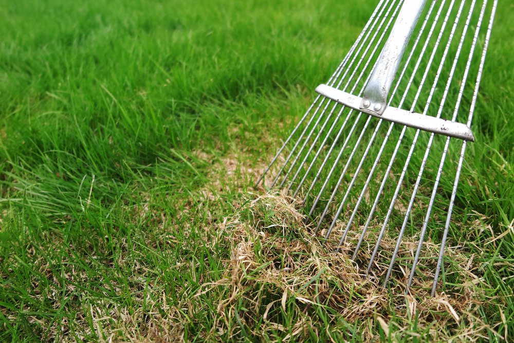 a lawn rake being used to dethatch a lawn