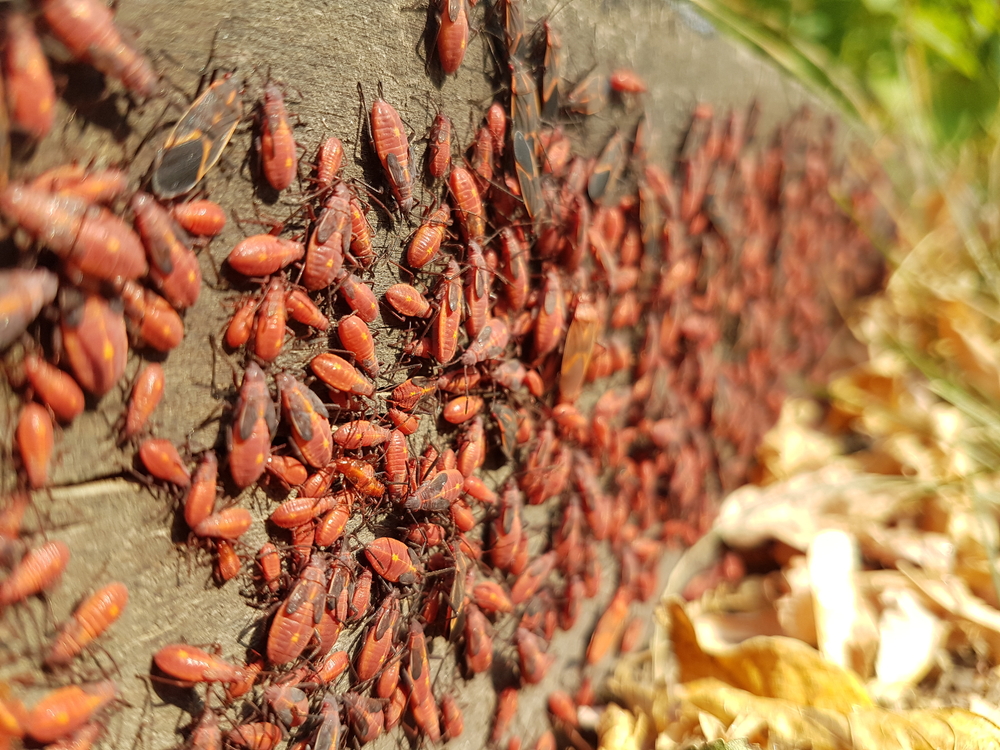 a swarm of boxelder bugs