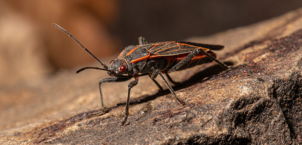 Pest Control: How to Get Rid of Boxelder Bugs - Tool Digest