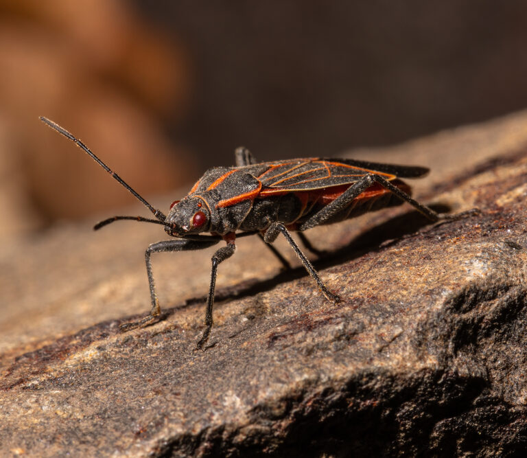 Pest Control: How to Get Rid of Boxelder Bugs