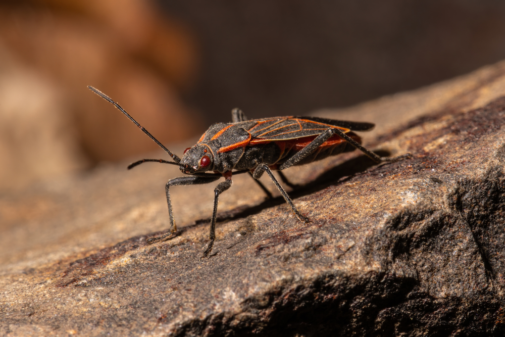 pest-control-how-to-get-rid-of-boxelder-bugs-tool-digest