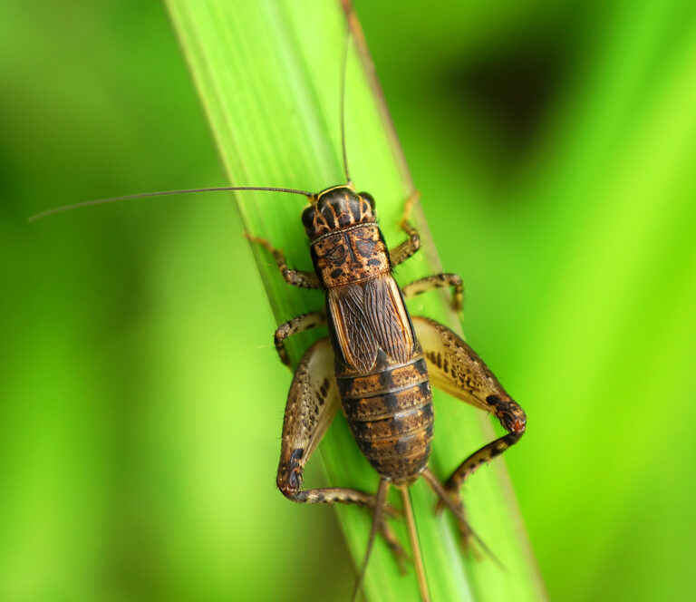 How to Get Rid of Crickets and Make the Chirping Stop