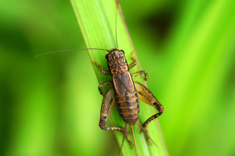 How to Get Rid of Crickets and Make the Chirping Stop Tool Digest