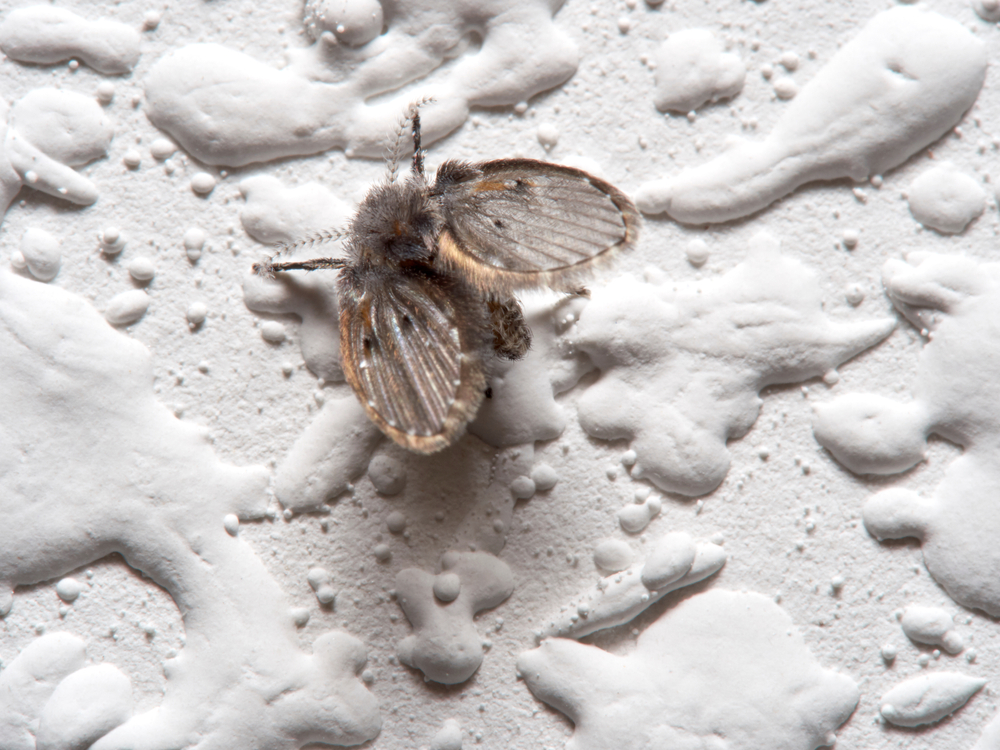 close-up of a wild drain fly