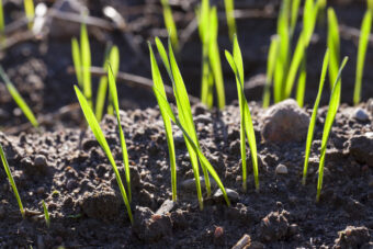How Long Does It Take for Grass Seed to Grow