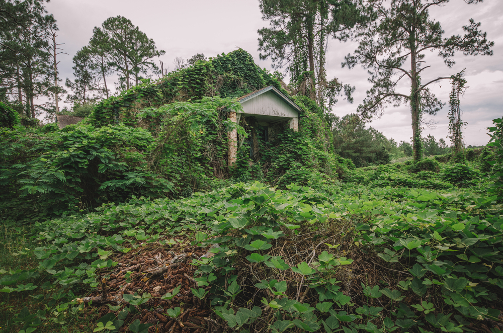 kudzu vines covering the ground and most of a building and trees