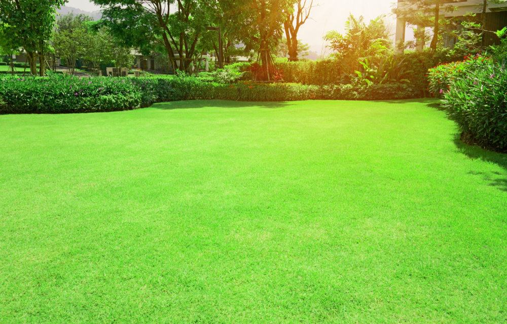 perfect green garden lawn