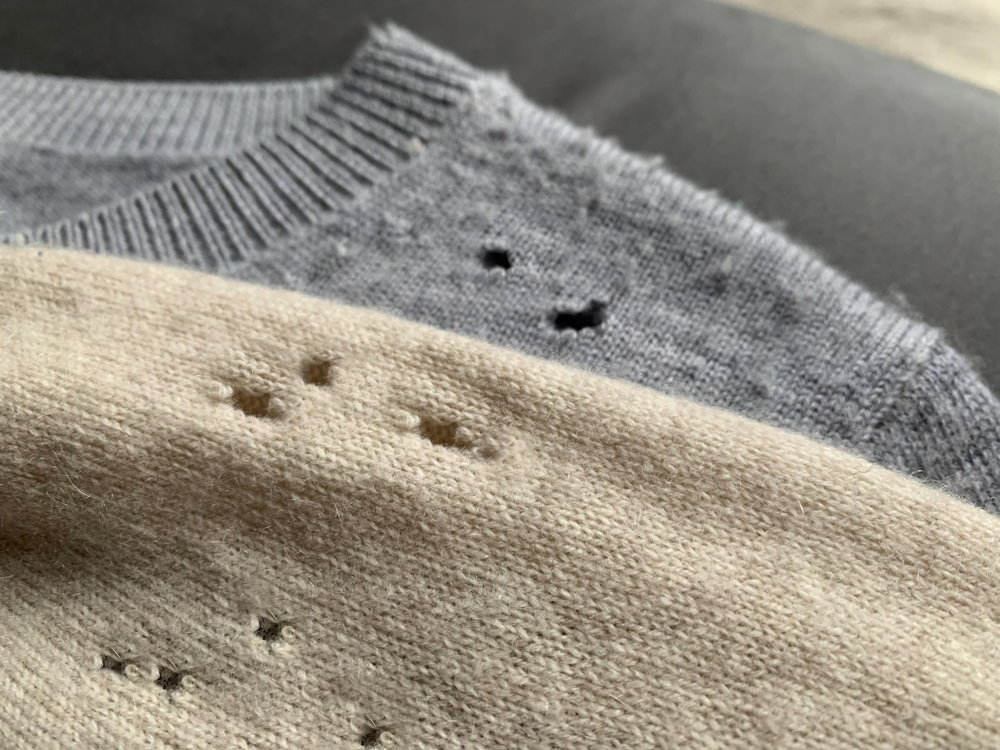 sweaters eaten by moths