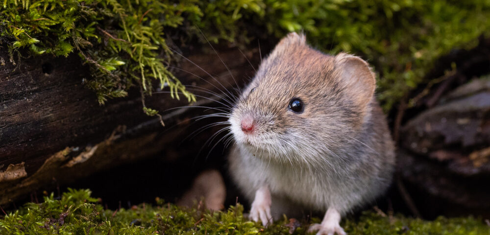 How to Get Rid of Voles - So They Stay Gone for Good - Tool Digest