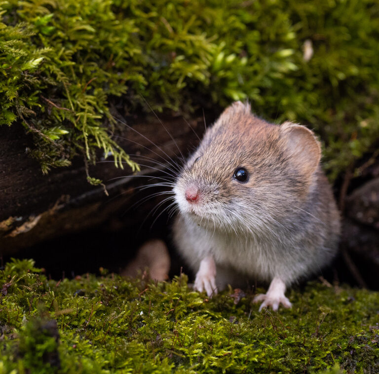 How to Get Rid of Voles – So They Stay Gone for Good