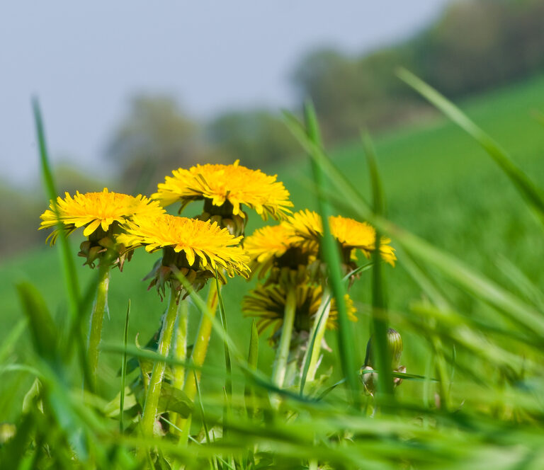 Types of Lawn Weeds and How to Get Rid of Them