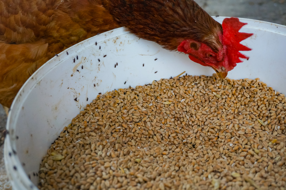 A chicken eating weevil infested grain