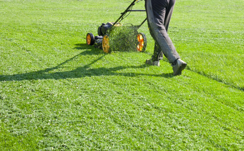 A lawn mower mulching grass