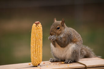 Go Nuts With These DIY Squirrel Feeder Ideas