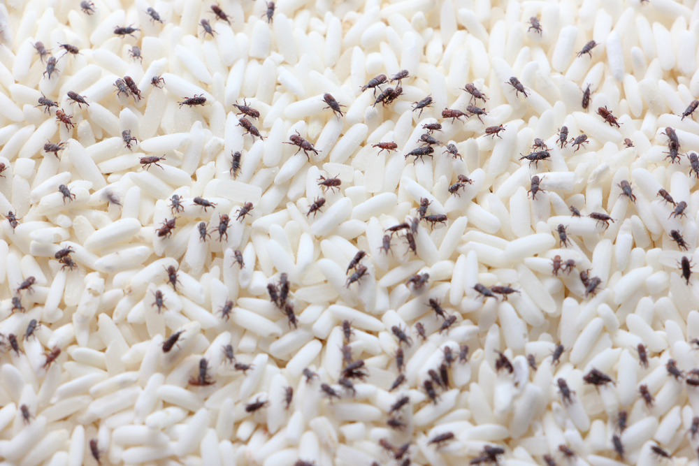 A weevil infestation on rice