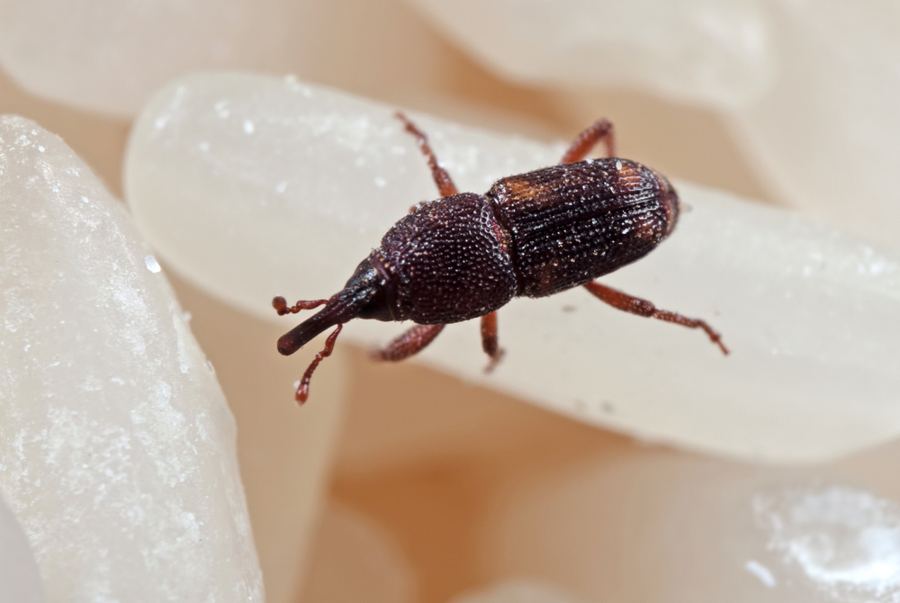 What Do Rice Weevils Eat