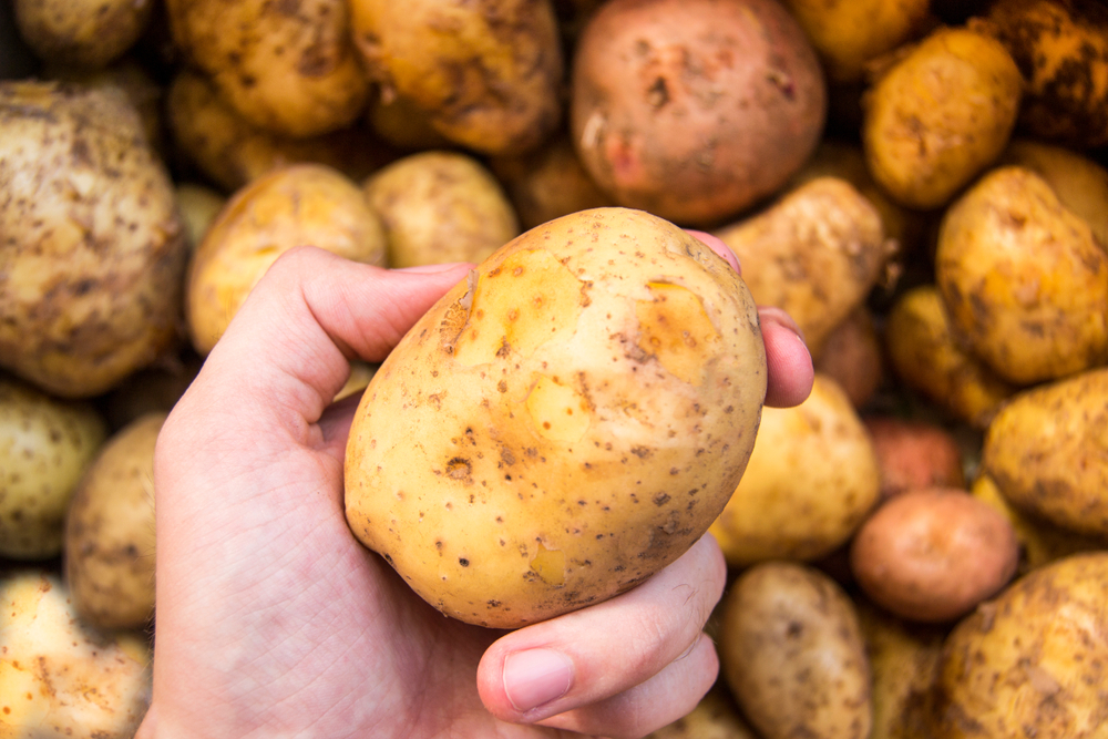 Hand holding a potato