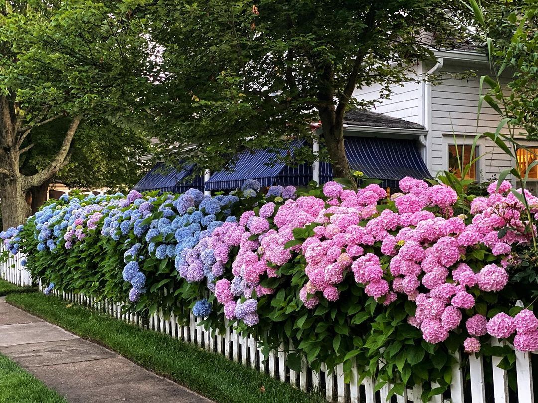 Picture of a hydrangeas plant