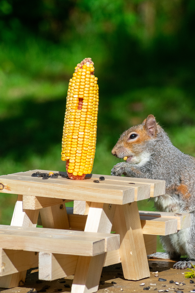 Squirrel eats corn next to a picnic table feeder