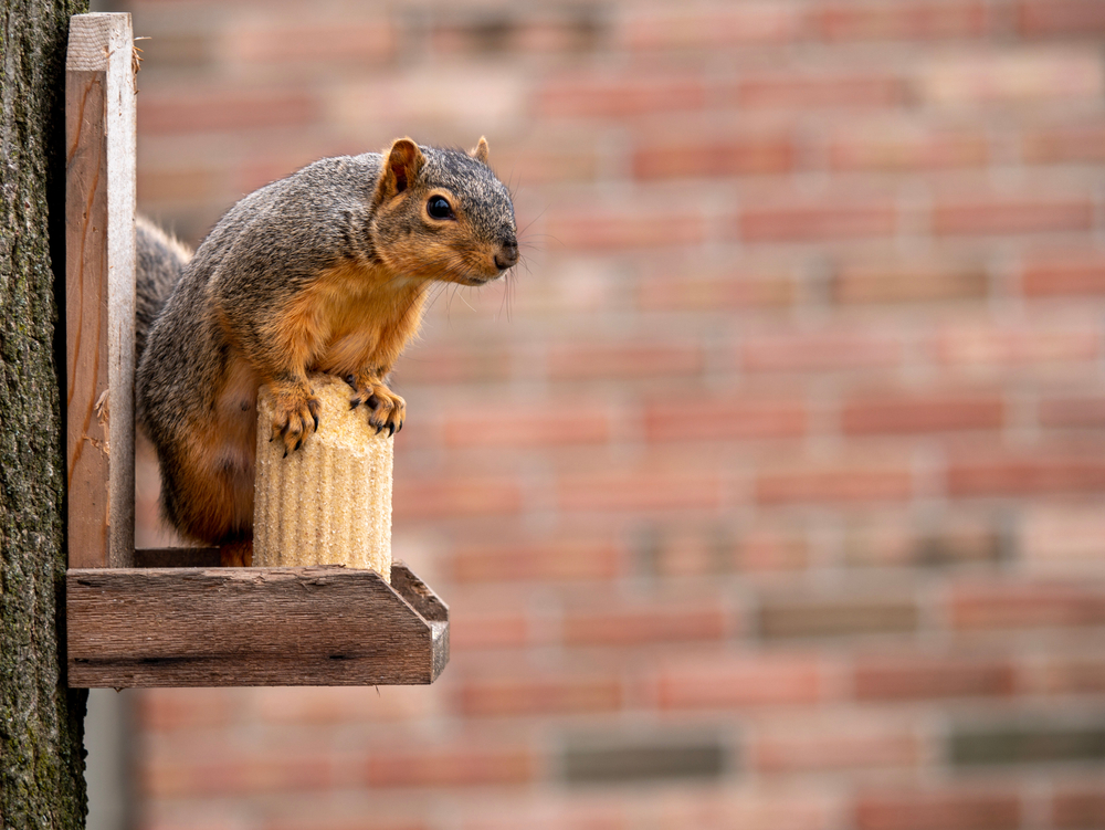 Squirrel stands on corn cob feeder