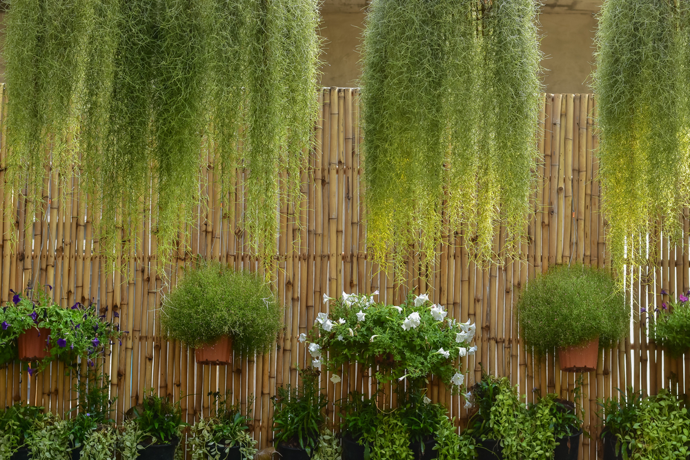 bamboo fence with ornamental plants hanging from it