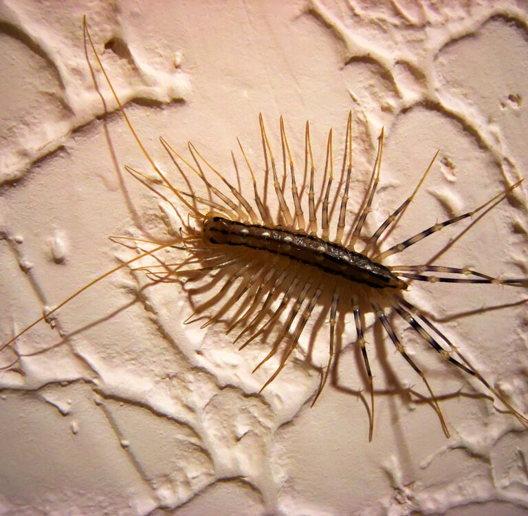 Tips for Getting Rid of Pesky Little Centipedes