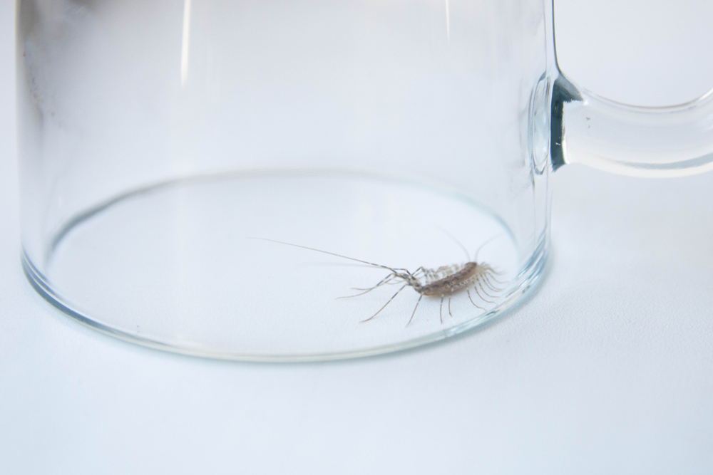 centipede caught inside of a glass