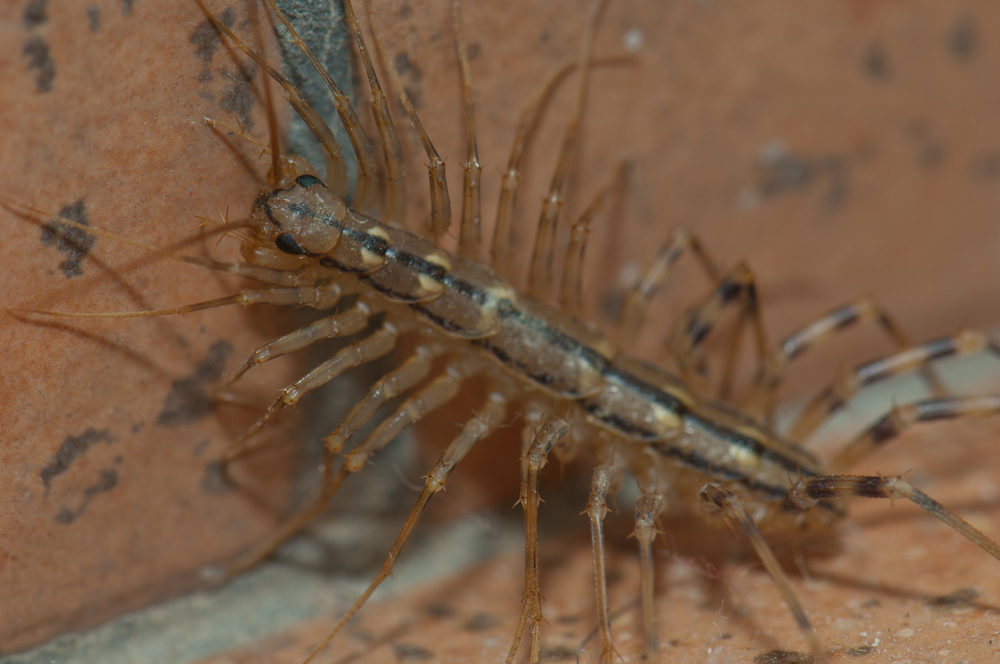 close-up of a house centipede on bricks