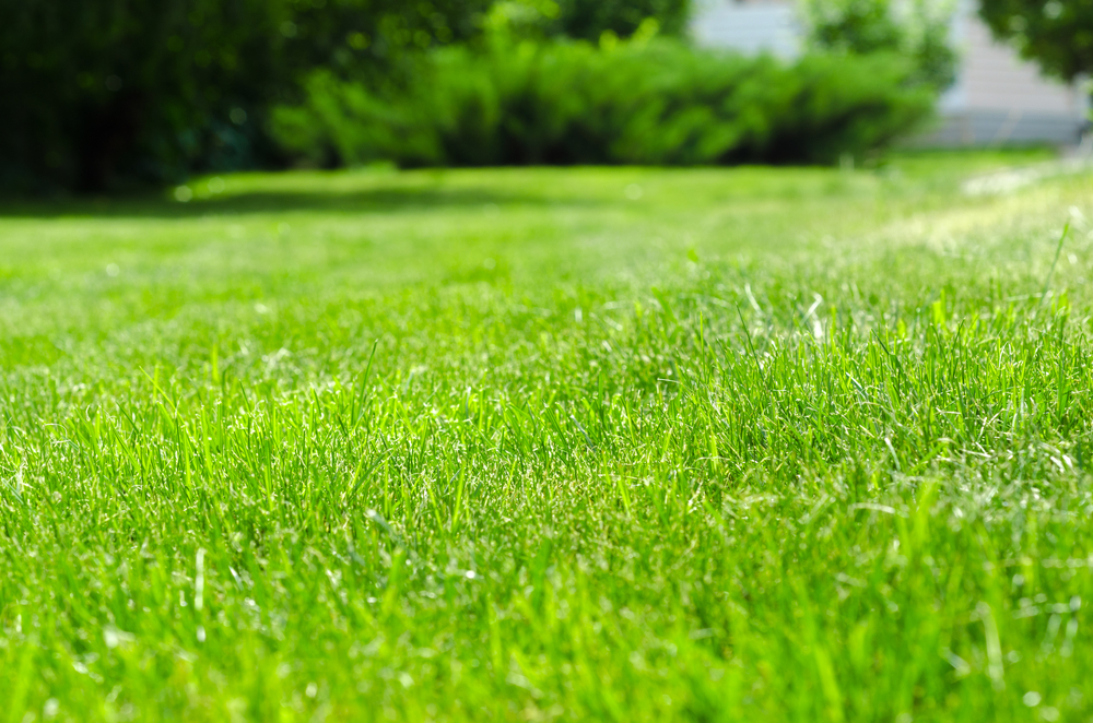 close-up of lush, green, healthy lawn