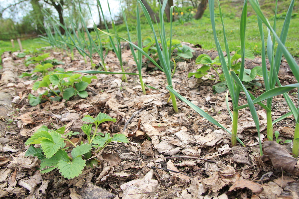 garden with mulched leaves