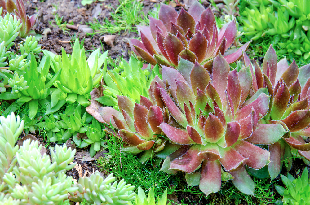 multiple varieties of succulents on the ground