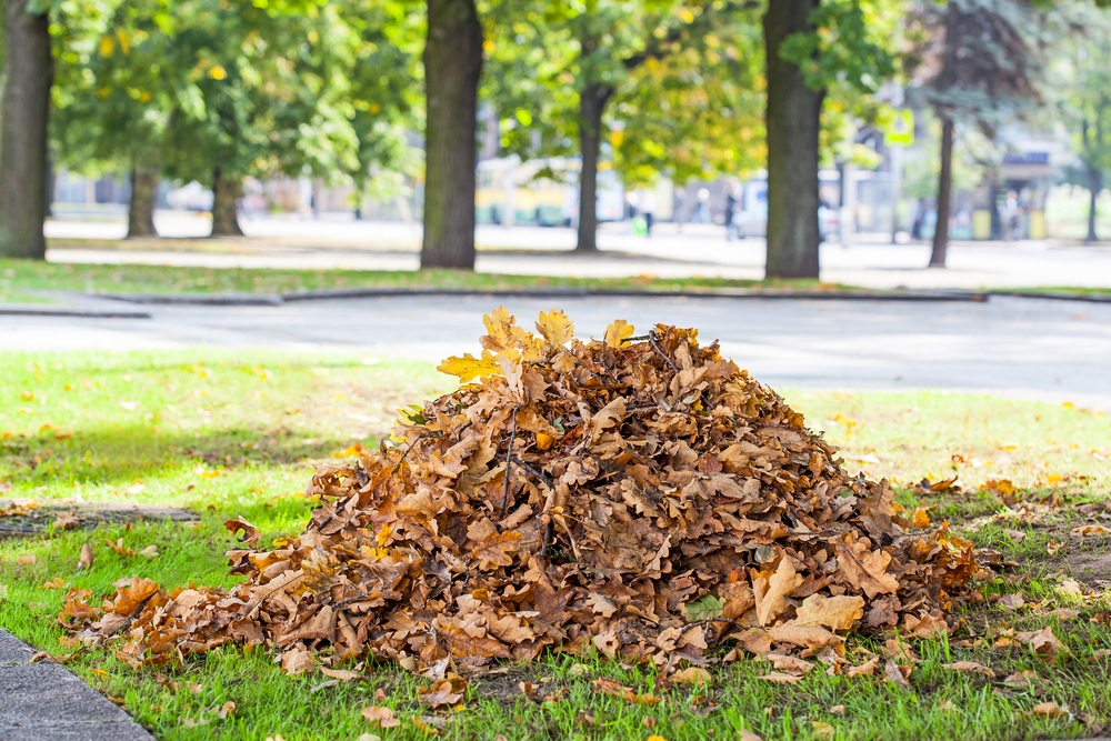 pile of leaves