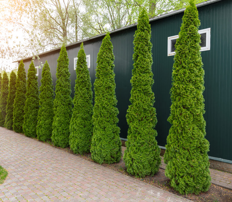 Fast-Growing Evergreens to Spruce up Your Yard