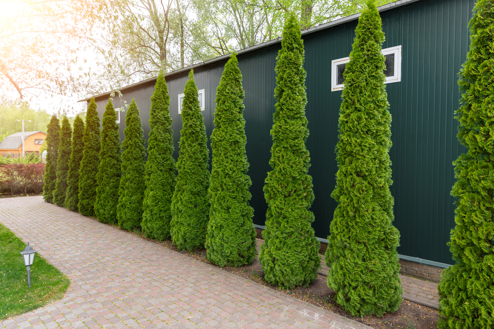 Fast-Growing Evergreens to Spruce up Your Yard - Row Of Twelve SlenDer Evergreen Trees Next To A House Forming Privacy HeDge