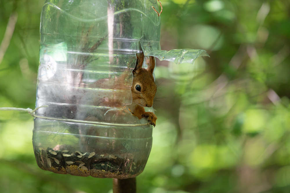 squirrel sits inside recycled jug feeder