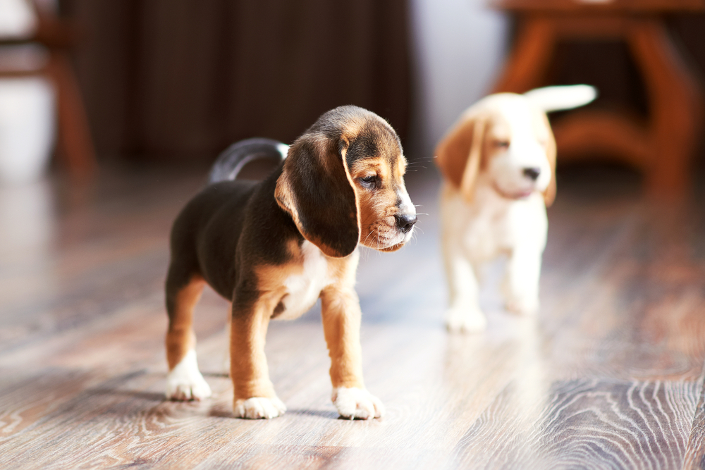 two beagle puppies standing on hardwood flooring