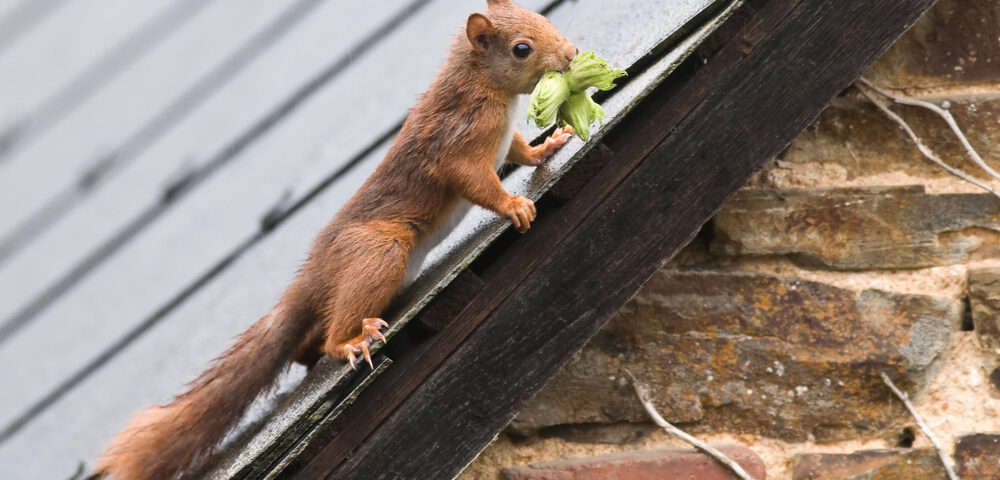 How to Get Squirrels Out of Your Attic (And Keep Them Out!) - Tool Digest