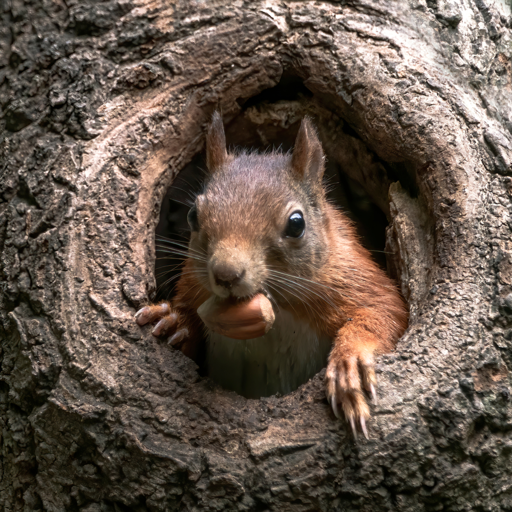 a squirrel holding a nut in its mouth peeks out of a tree