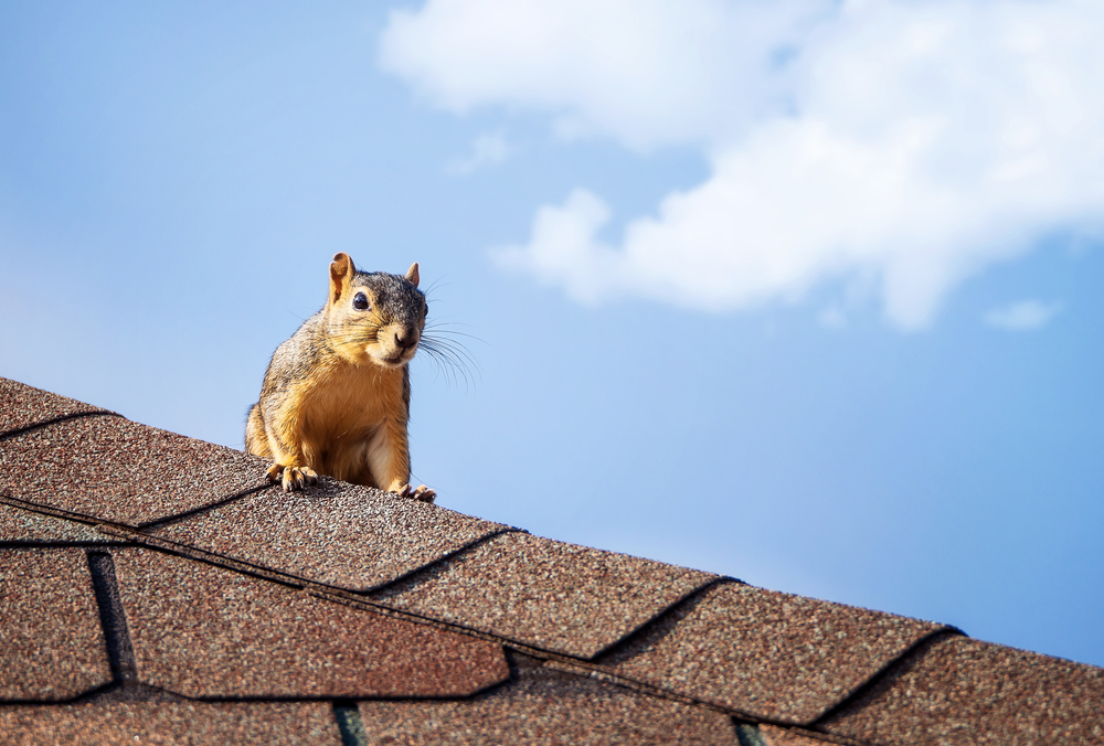 a squirrel stands on top of a roof in front of a blue sky