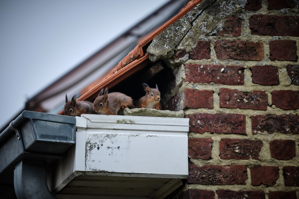 three squirrels stand in the eave of a roof