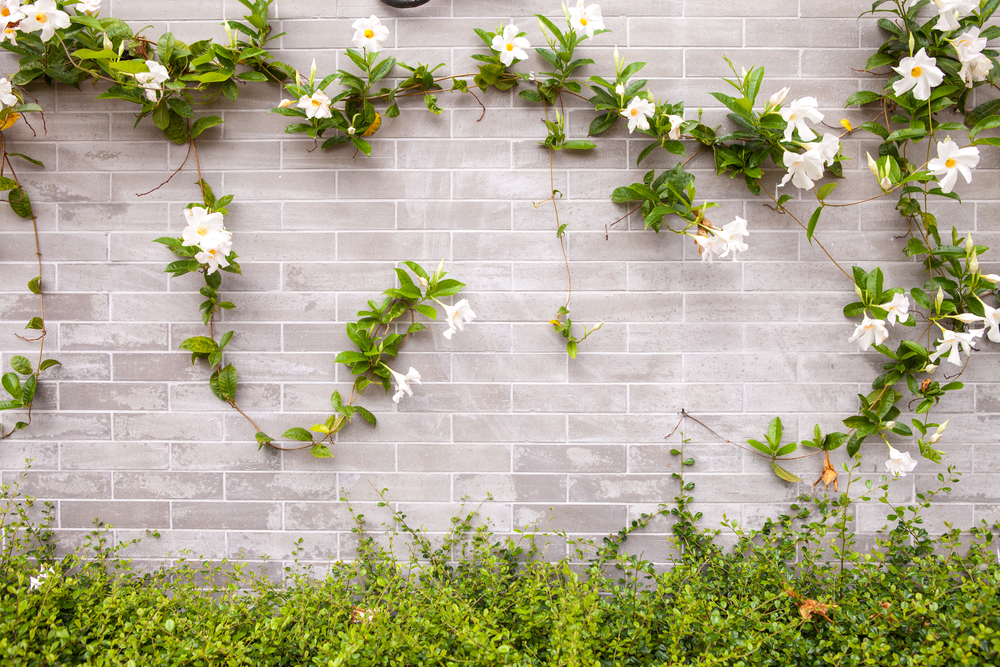 a leafy vine of white flowers hanging from a white brick wall